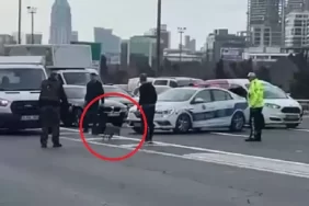 Yolunu kaybeden tilki Beykoz'da trafiği birbirine kattı