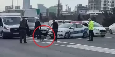 Yolunu kaybeden tilki Beykoz'da trafiği birbirine kattı