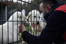 Beykoz’da sahipsiz hayvanlara ‘Doğal Yaşam Alanı’