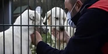 Beykoz’da sahipsiz hayvanlara ‘Doğal Yaşam Alanı’