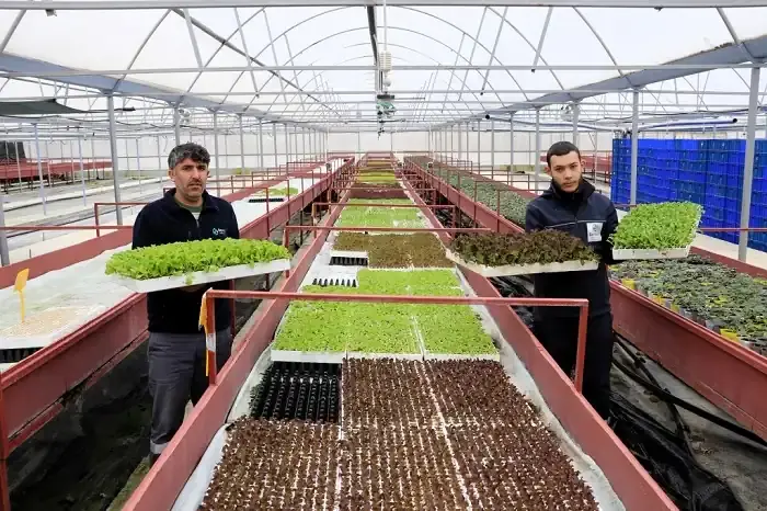 Beykoz’da tohumu getiren fideyi götürüyor