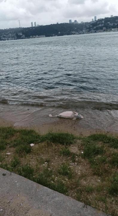 Beykoz'da yunus balığı karaya vurdu