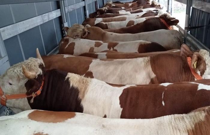 Beykoz’da kurbanlık satışları başladı