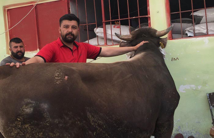 Beykoz’da kurbanlık satışları başladı