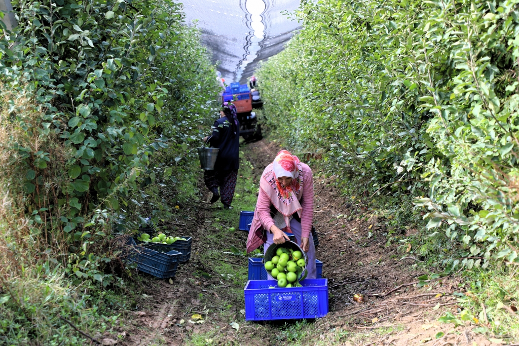 Beykoz’da çiftçi sayısı 5 kat arttı