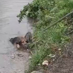 Beykoz’da dereye düşen yavru köpek kurtarıldı