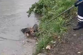 Beykoz’da dereye düşen yavru köpek kurtarıldı