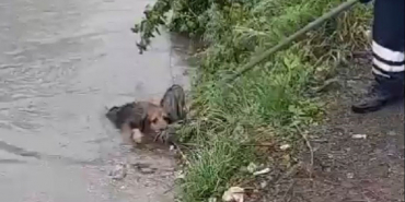 Beykoz’da dereye düşen yavru köpek kurtarıldı