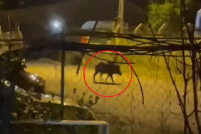 Beykoz’da domuz sürüsü mahalleye indi