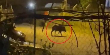 Beykoz’da domuz sürüsü mahalleye indi