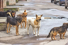 Başıboş köpekler için düzenleme: Sahiplenilmeyenler uyutulacak!