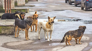 Başıboş köpekler için düzenleme: Sahiplenilmeyenler uyutulacak!