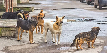 Başıboş köpekler için düzenleme: Sahiplenilmeyenler uyutulacak!