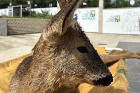 Beykoz Belediyesi yaralı karacayı iyileştirdi