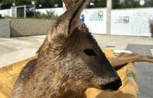 Beykoz Belediyesi yaralı karacayı iyileştirdi