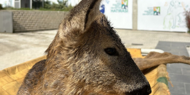 Beykoz Belediyesi yaralı karacayı iyileştirdi