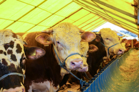 Beykoz’da 2024 kurban kesim bedeli belli oldu