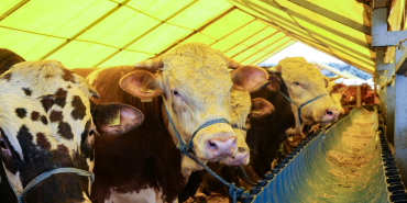 Beykoz’da 2024 kurban kesim bedeli belli oldu