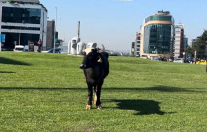 Beykoz’da Kurban Bayramı’nın ilk kaçağı