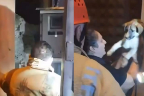 Beykoz’da yavru köpekler kurtarıldı