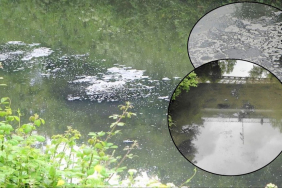 Beykoz’un incisi Riva Deresi yine kirle kaplandı