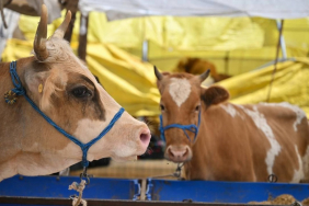 Kurban kesecekler dikkat! Tebliğ yayınlandı (1)