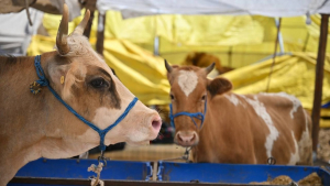 Kurban kesecekler dikkat! Tebliğ yayınlandı (1)