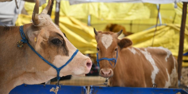 Kurban kesecekler dikkat! Tebliğ yayınlandı (1)