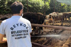 Beykoz'da Kurban Bayramı Hazırlığı (2)