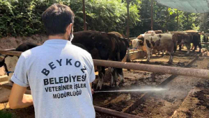 Beykoz'da Kurban Bayramı Hazırlığı (2)