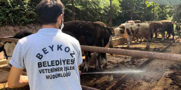 Beykoz'da Kurban Bayramı Hazırlığı (2)