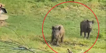 Beykoz’da domuzlar güpegündüz sokağa indi (1)