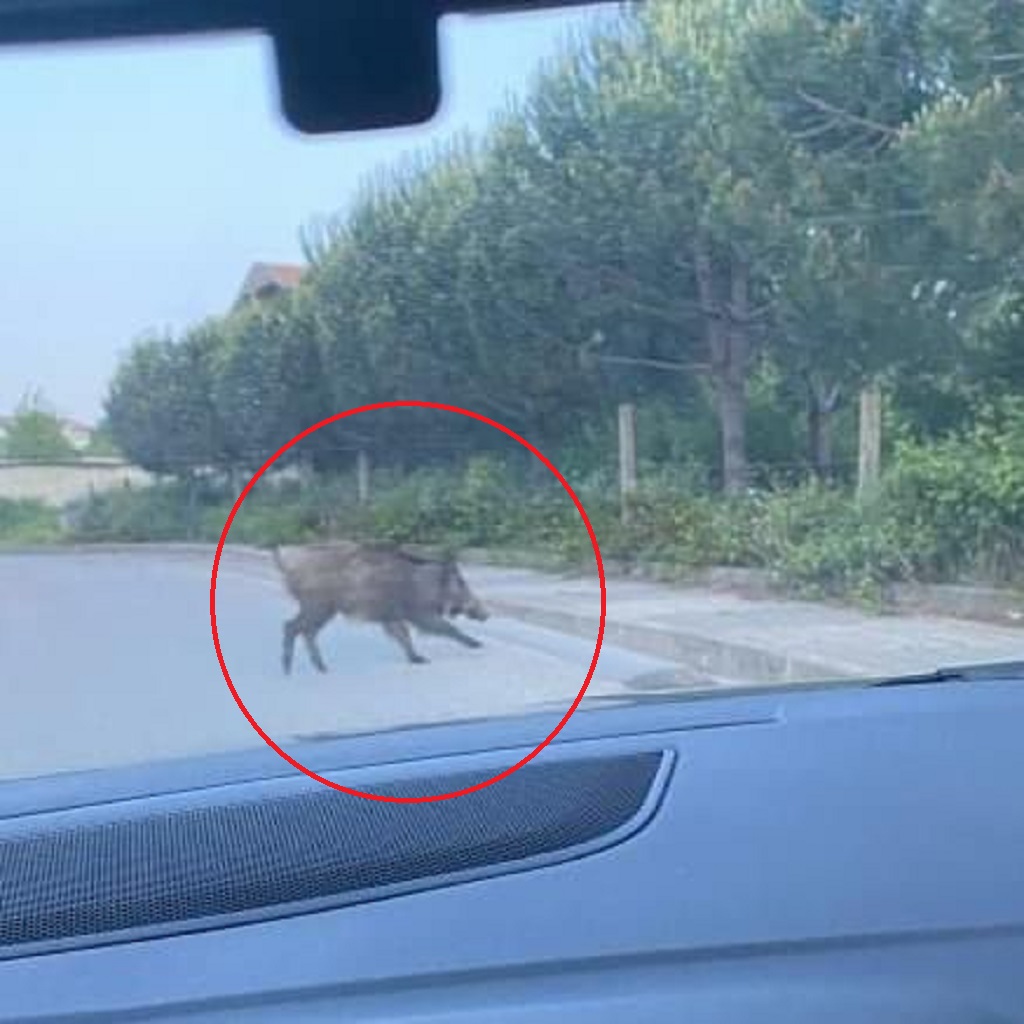 Beykoz’da domuzlar güpegündüz sokağa indi (1)