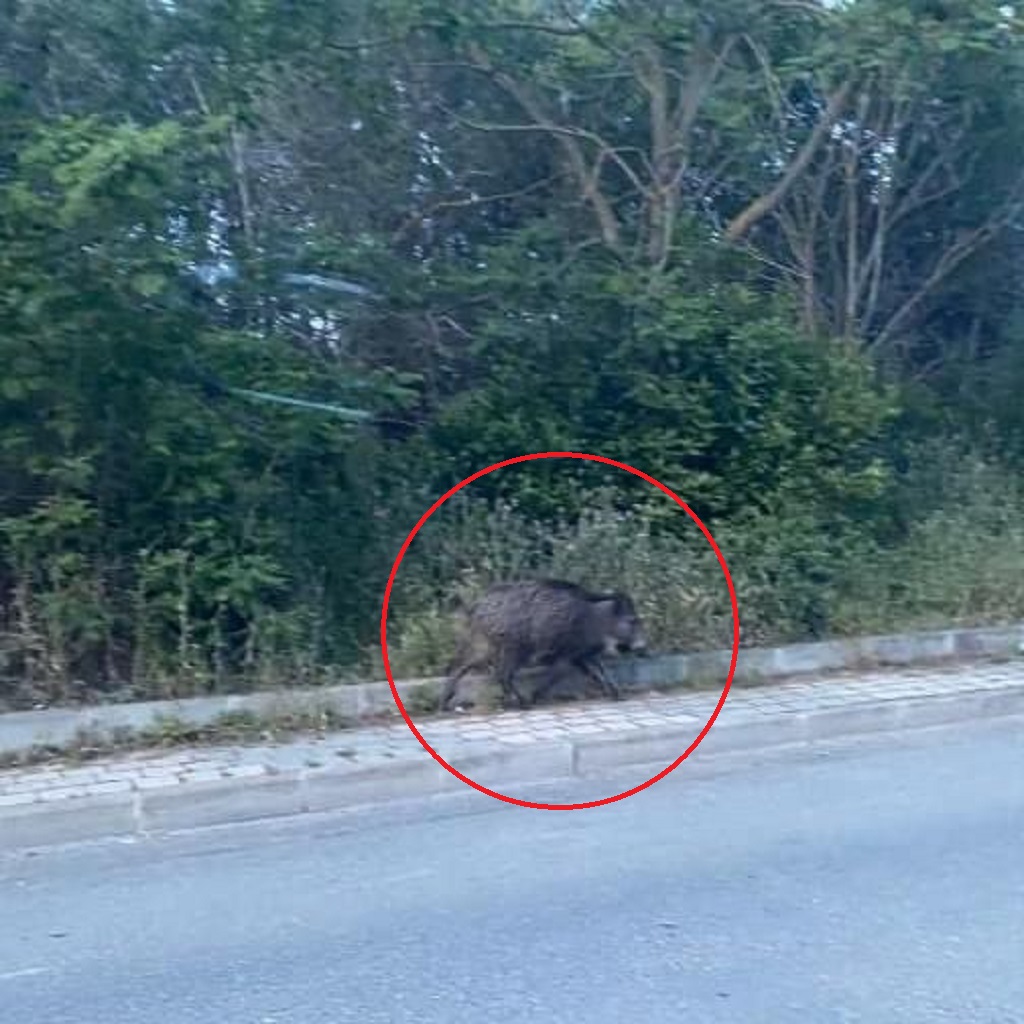 Beykoz’da domuzlar güpegündüz sokağa indi (1)