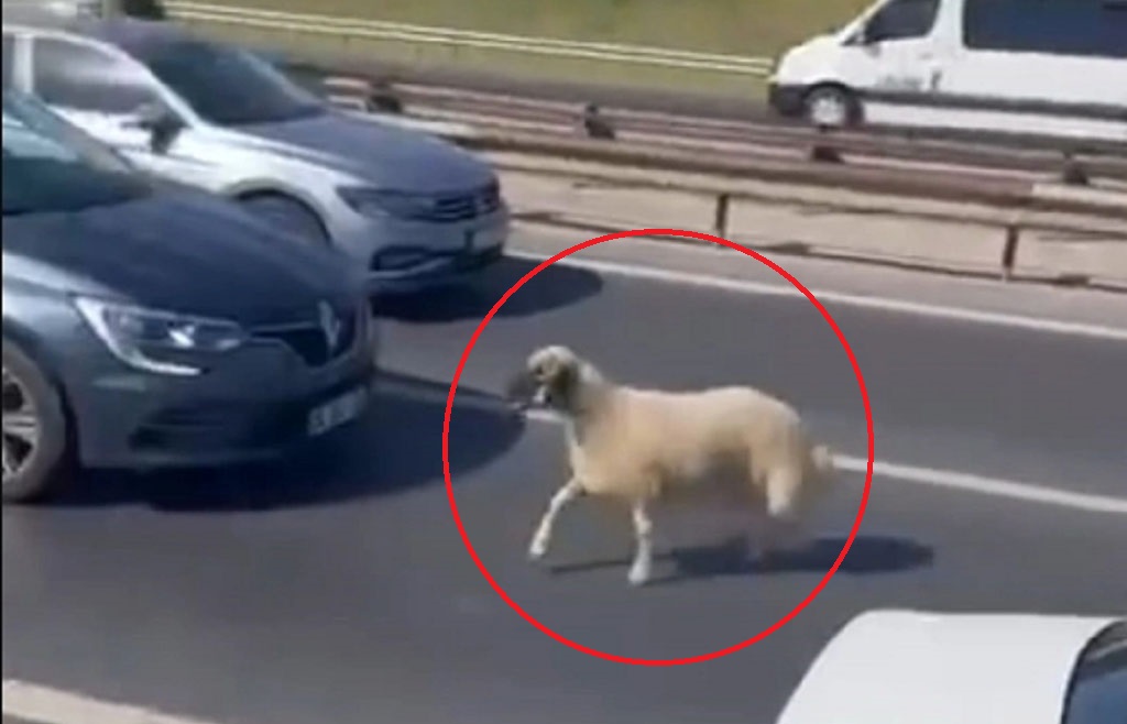 Beykoz’da kaçak koyun trafiği birbirine kattı (2)