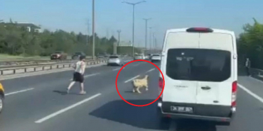 Beykoz’da kaçak koyun trafiği birbirine kattı (2)