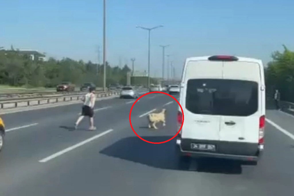 Beykoz’da kaçak koyun trafiği birbirine kattı (2)