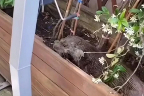 Beykoz'da su samuru restorana girdi