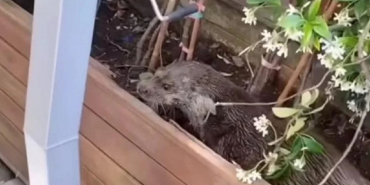 Beykoz'da su samuru restorana girdi