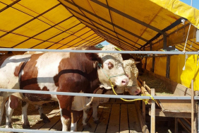 Beykoz’da yetkililer kurban kesimi için uyardı!