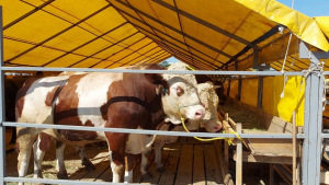 Beykoz’da yetkililer kurban kesimi için uyardı!