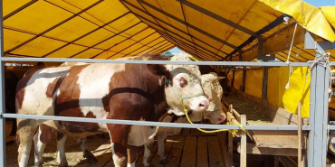 Beykoz’da yetkililer kurban kesimi için uyardı!