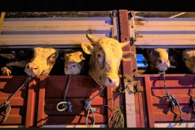 İstanbul'a ilk kurbanlıklar Beykoz’dan giriş yaptı