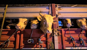 İstanbul'a ilk kurbanlıklar Beykoz’dan giriş yaptı