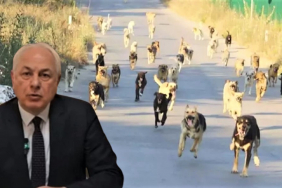 Köseler, Beykoz'un sokak hayvanları sorununda tarafını seçti!