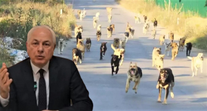 Köseler, Beykoz'un sokak hayvanları sorununda tarafını seçti!