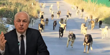 Köseler, Beykoz'un sokak hayvanları sorununda tarafını seçti!