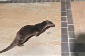 beykoz-sahilde-su-samuru-görüldü