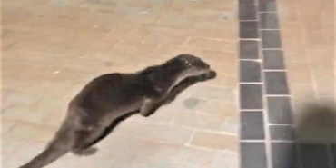 beykoz-sahilde-su-samuru-görüldü