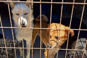 Beykoz'u yakındıran ilgilendiren yasa komisyondan geçti!